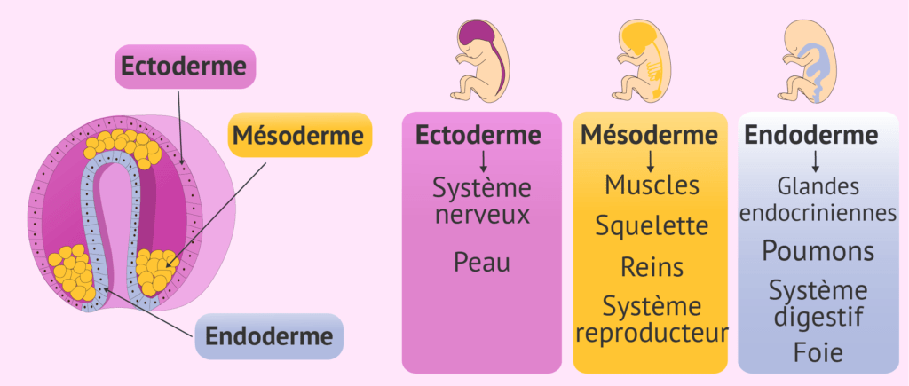 ameliorer peau avec microbiote