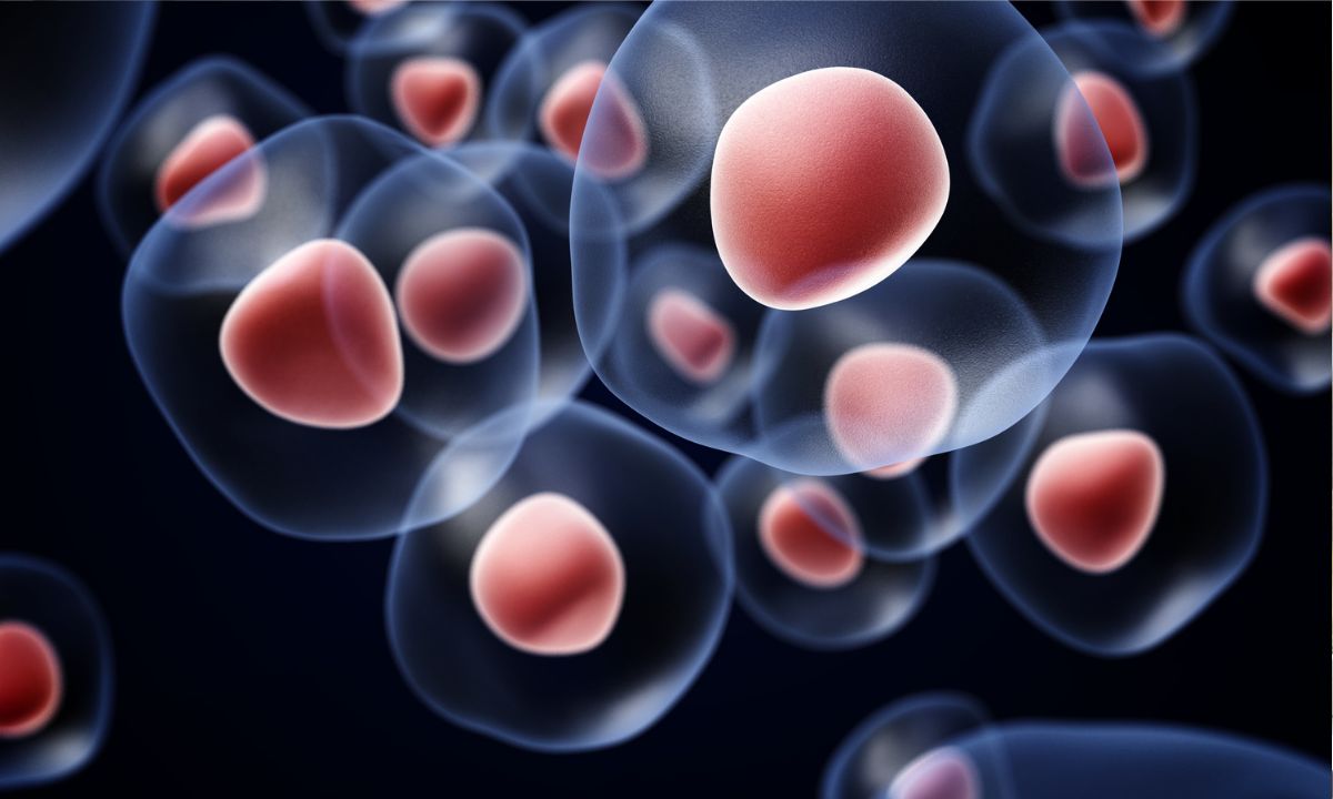 Illustration des cellules graisseuses (adipocytes) sous la peau